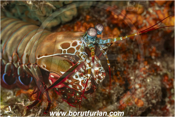 Lembeh strait, Sulawesi, Indonesia, Odontodactylus scyllarus, Odontodactylus, Odontodactylidae, Crustacea, Crustacean, Stomatopoda, Stomatopod, Mantis Shrimp, Portrait