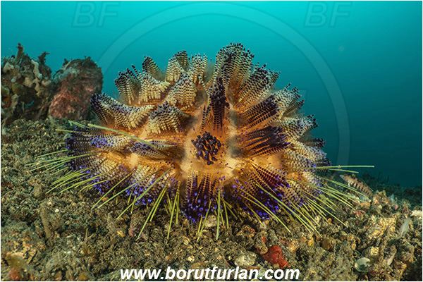 Lembeh strait, Sulawesi, Indonesia, Asthenosoma varium, Asthenosoma, Echinothuriidae, Fire Sea Urchin, Sea Urchin, Echinoidea, Echinodermata, Echinoderm, Reef