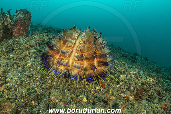 Lembeh strait, Sulawesi, Indonesia, Asthenosoma varium, Asthenosoma, Echinothuriidae, Fire Sea Urchin, Sea Urchin, Echinoidea, Echinodermata, Echinoderm, Reef