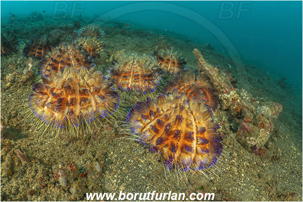 Lembeh strait, Sulawesi, Indonesia, Asthenosoma varium, Asthenosoma, Echinothuriidae, Fire Sea Urchin, Sea Urchin, Echinoidea, Echinodermata, Echinoderm, Reef