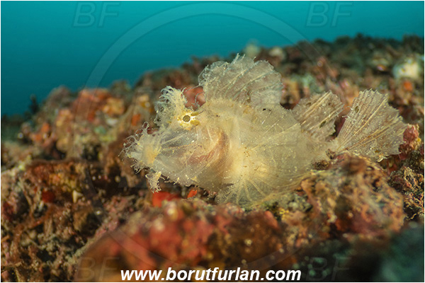 Lembeh strait, Sulawesi, Indonesia, Rhinopias frondosa, Rhinopias, Scorpaenidae, Weedy Scorpionfish, Scorpionfish, Fish, Reef