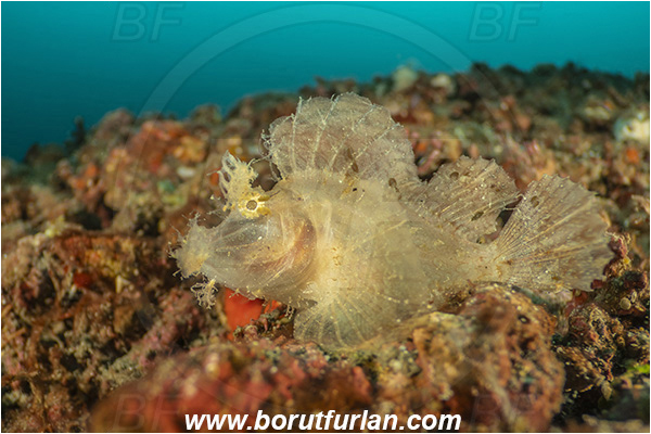 Lembeh strait, Sulawesi, Indonesia, Rhinopias frondosa, Rhinopias, Scorpaenidae, Weedy Scorpionfish, Scorpionfish, Fish, Reef