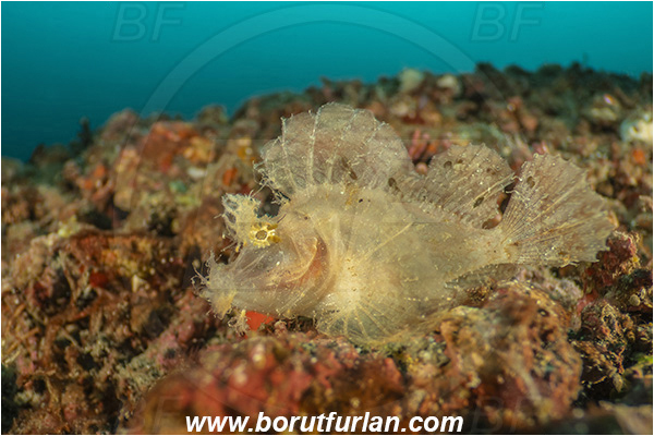 Lembeh strait, Sulawesi, Indonesia, Rhinopias frondosa, Rhinopias, Scorpaenidae, Weedy Scorpionfish, Scorpionfish, Fish, Reef