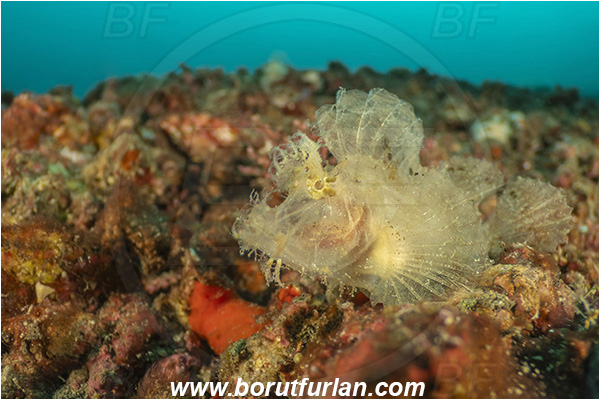Lembeh strait, Sulawesi, Indonesia, Rhinopias frondosa, Rhinopias, Scorpaenidae, Weedy Scorpionfish, Scorpionfish, Fish, Reef