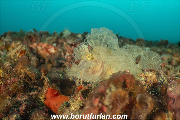 Lembeh strait, Sulawesi, Indonesia, Rhinopias frondosa, Rhinopias, Scorpaenidae, Weedy Scorpionfish, Scorpionfish, Fish, Reef