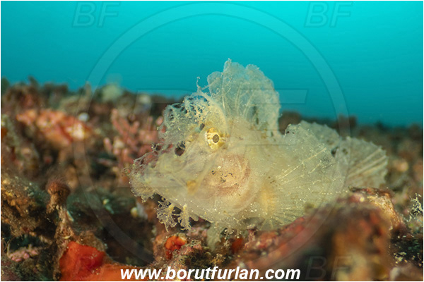 Lembeh strait, Sulawesi, Indonesia, Rhinopias frondosa, Rhinopias, Scorpaenidae, Weedy Scorpionfish, Scorpionfish, Fish, Reef