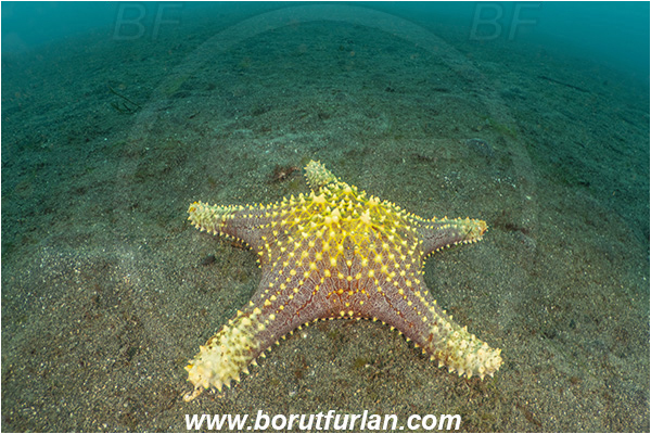Lembeh strait, Sulawesi, Indonesia, Pentaceraster sp., Pentaceraster, Oreasteridae, Asteroidea, Echinodermata, Echinoderm, Starfish