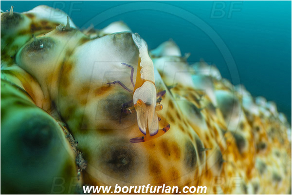 Lembeh strait, Sulawesi, Indonesia, Periclimenes imperator, Periclimenes, Palaemonidae, Decapoda, Emperor Shrimp, Shrimp, Crustacea, Crustacean, Stichopus ocellatus, Stichopus, Stichopodidae, Ocellated sea cucumber, Sea Cucumber, Holothuroidea, Holothurian, Echinodermata, Echinoderm