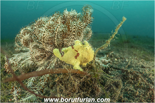 Lembeh strait, Sulawesi, Indonesia, Antennarius pictus, Antennarius, Antennariidae, Painted frogfish, Frogfish, Fish, Reef