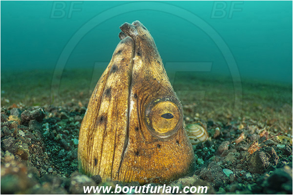 Lembeh strait, Sulawesi, Indonesia, Pisodonophis cancrivorus, Pisodonophis, Ophichthidae, Longfin snake-eel, Snake-eel, Fish, Portrait