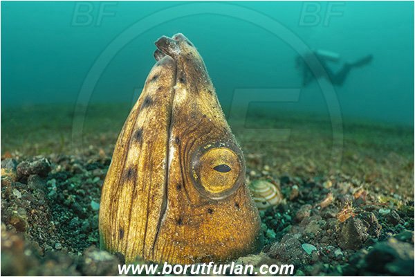 Lembeh strait, Sulawesi, Indonesia, Pisodonophis cancrivorus, Pisodonophis, Ophichthidae, Longfin snake-eel, Snake-eel, Fish, Portrait, Diver