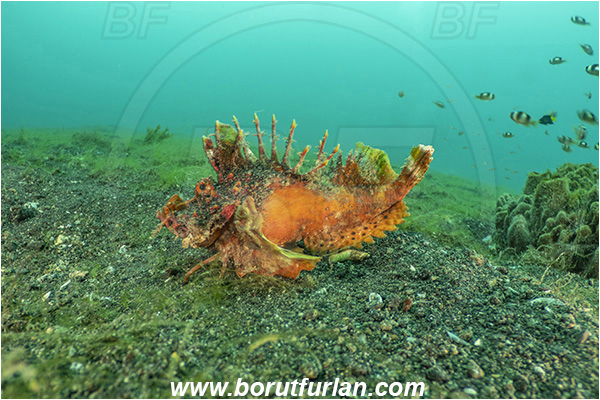Lembeh strait, Sulawesi, Indonesia, Inimicus didactylus, Inimicus, Synanceiidae, Demon Stinger, Bearded ghoul, Longsnout Stingerfish, Scorpionfish, Fish