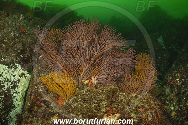 Isla Fernandina, Galapagos islands, Ecuador, Pacific ocean, Cnidaria, Cnidarian, Coral, Gorgonian, Muricea, Muricea sp., Plexauridae, Reef, Sea fan