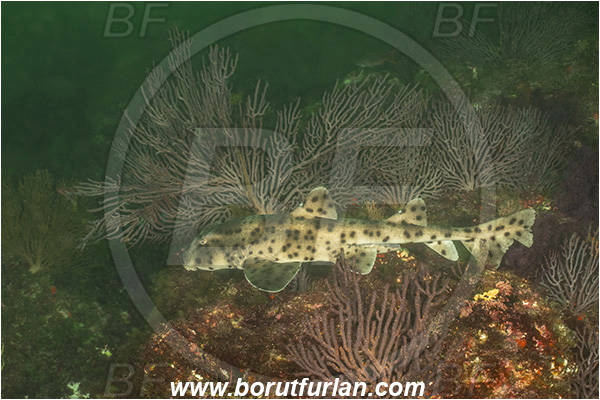 Isla Fernandina, Galapagos islands, Ecuador, Pacific ocean, Heterodontus quoyi, Heterodontus, Heterodontidae, Elasmobranchii, Galapagos bullhead shark, Shark, Fish