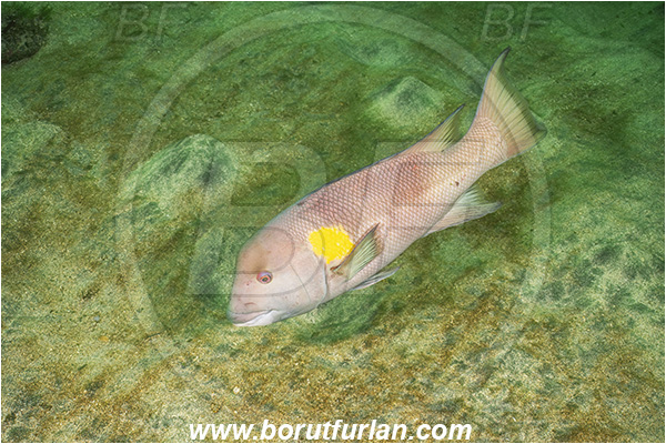 Isla Fernandina, Galapagos islands, Ecuador, Pacific ocean, Semicossyphus darwini, Semicossyphus, Labridae, Goldspot sheephead, Sheephead, Wrasse, Fish