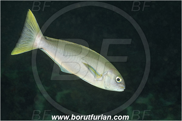 Isla Fernandina, Galapagos islands, Ecuador, Pacific ocean, Caulolatilus princeps, Caulolatilus, Malacanthidae, Ocean whitefish, Fish