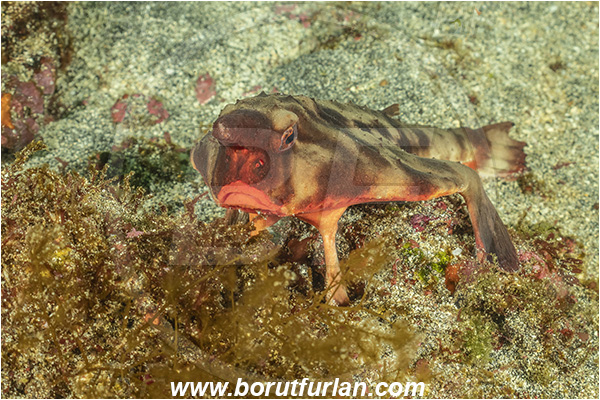 Isla Fernandina, Galapagos islands, Ecuador, Pacific ocean, Ogcocephalus darwini, Ogcocephalus, Ogcocephalidae, Red-lipped batfish, Batfish, Fish