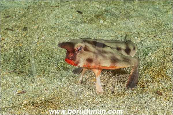 Isla Fernandina, Galapagos islands, Ecuador, Pacific ocean, Ogcocephalus darwini, Ogcocephalus, Ogcocephalidae, Red-lipped batfish, Batfish, Fish