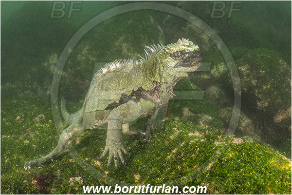Isla Fernandina, Galapagos islands, Ecuador, Pacific ocean, Amblyrhynchus cristatus, Amblyrhynchus, Iguanidae, Reptilia, Reptilian, Marine iguana, Iguana, Lizard, Reef