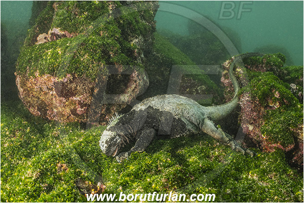 Isla Fernandina, Galapagos islands, Ecuador, Pacific ocean, Amblyrhynchus cristatus, Amblyrhynchus, Iguanidae, Reptilia, Reptilian, Marine iguana, Iguana, Lizard, Reef, Feeding