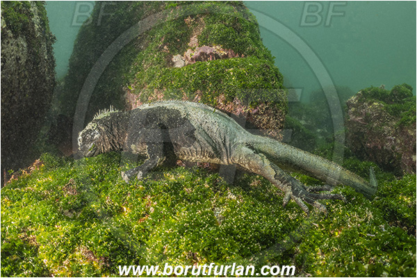 Isla Fernandina, Galapagos islands, Ecuador, Pacific ocean, Amblyrhynchus cristatus, Amblyrhynchus, Iguanidae, Reptilia, Reptilian, Marine iguana, Iguana, Lizard, Reef, Feeding