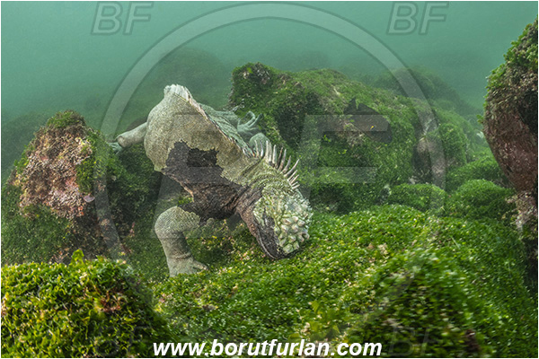 Isla Fernandina, Galapagos islands, Ecuador, Pacific ocean, Amblyrhynchus cristatus, Amblyrhynchus, Iguanidae, Reptilia, Reptilian, Marine iguana, Iguana, Lizard, Reef, Feeding