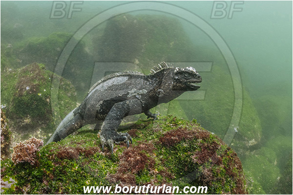 Isla Fernandina, Galapagos islands, Ecuador, Pacific ocean, Amblyrhynchus cristatus, Amblyrhynchus, Iguanidae, Reptilia, Reptilian, Marine iguana, Iguana, Lizard, Reef