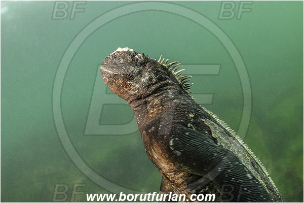 Isla Fernandina, Galapagos islands, Ecuador, Pacific ocean, Amblyrhynchus cristatus, Amblyrhynchus, Iguanidae, Reptilia, Reptilian, Marine iguana, Iguana, Lizard, Portrait