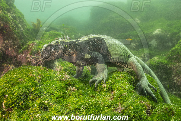 Isla Fernandina, Galapagos islands, Ecuador, Pacific ocean, Amblyrhynchus cristatus, Amblyrhynchus, Iguanidae, Reptilia, Reptilian, Marine iguana, Iguana, Lizard, Reef, Feeding