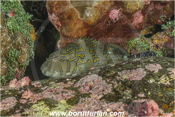 Isla Darwin, Galapagos islands, Ecuador, Pacific ocean, Cirrhitus rivulatus, Cirrhitus, Cirrhitidae, Giant hawkfish, Hawkfish, Fish
