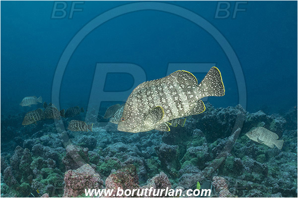 Isla Darwin, Galapagos islands, Ecuador, Pacific ocean, Dermatolepis dermatolepis, Dermatolepis, Serranidae, Leather bass, Grouper, Fish, Reef