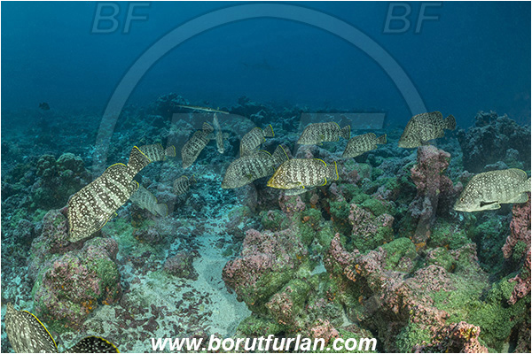 Isla Darwin, Galapagos islands, Ecuador, Pacific ocean, Dermatolepis dermatolepis, Dermatolepis, Serranidae, Leather bass, Grouper, Fish, Reef, Fish school