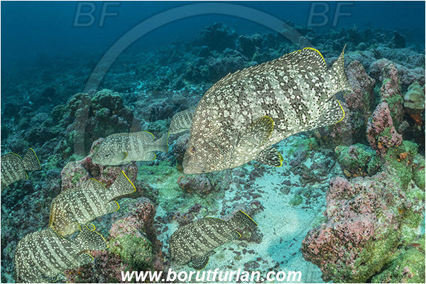 Isla Darwin, Galapagos islands, Ecuador, Pacific ocean, Dermatolepis dermatolepis, Dermatolepis, Serranidae, Leather bass, Grouper, Fish, Reef, Fish school