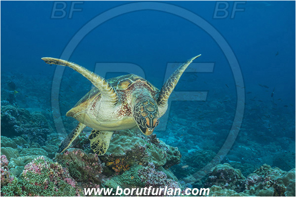 Isla Darwin, Galapagos islands, Ecuador, Pacific ocean, Chelonia mydas, Cheloniidae, Reptilia, Reptilian, Green Sea Turtle, Turtle, Reef