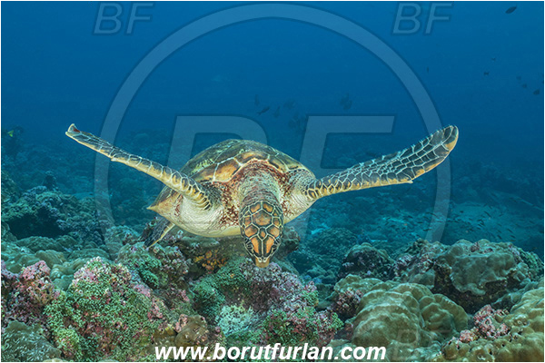 Isla Darwin, Galapagos islands, Ecuador, Pacific ocean, Chelonia mydas, Cheloniidae, Reptilia, Reptilian, Green Sea Turtle, Turtle, Reef
