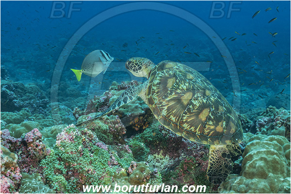 Isla Darwin, Galapagos islands, Ecuador, Pacific ocean, Chelonia mydas, Cheloniidae, Reptilia, Reptilian, Green Sea Turtle, Turtle, Reef