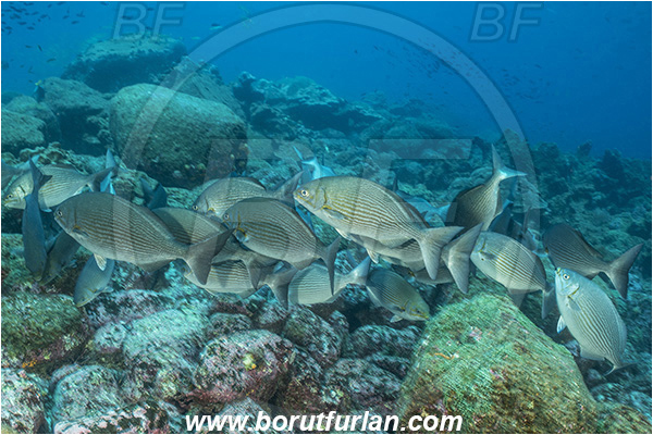 Isla Darwin, Galapagos islands, Ecuador, Pacific ocean, Kyphosus analogus, Kyphosus, Kyphosidae, Blue-bronze chub, Chub, Fish, Fish school, Reef