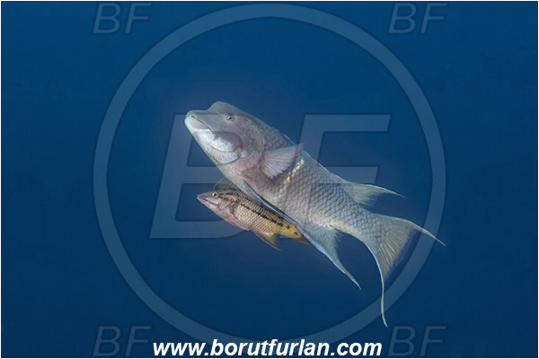 Isla Darwin, Galapagos islands, Ecuador, Pacific ocean, Bodianus diplotaenia, Bodianus, Labridae, Mexican hogfish - female - male, Hogfish, Fish
