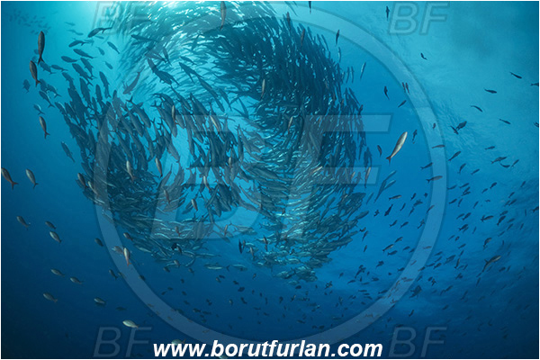 Isla Darwin, Galapagos islands, Ecuador, Pacific ocean, Caranx sexfasciatus, Caranx, Carangidae, Bigeye trevally, Trevally, Fish, Fish school