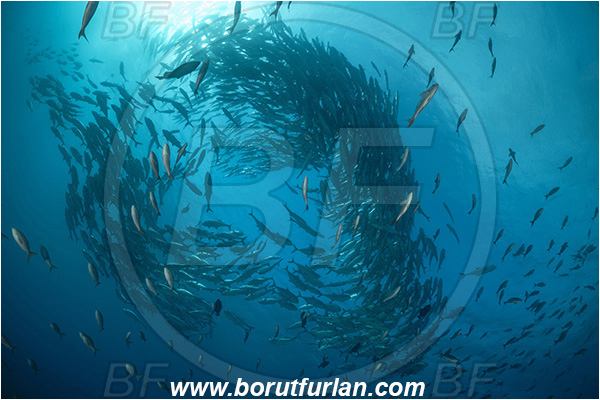 Isla Darwin, Galapagos islands, Ecuador, Pacific ocean, Caranx sexfasciatus, Caranx, Carangidae, Bigeye trevally, Trevally, Fish, Fish school