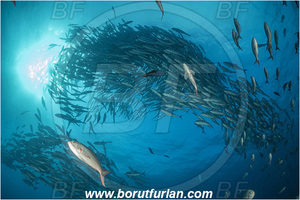 Isla Darwin, Galapagos islands, Ecuador, Pacific ocean, Caranx sexfasciatus, Caranx, Carangidae, Bigeye trevally, Trevally, Paranthias colonus, Paranthias, Serranidae, Pacific creole-fish, Creole-fish, Fish, Fish school