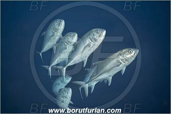 Isla Darwin, Galapagos islands, Ecuador, Pacific ocean, Caranx sexfasciatus, Caranx, Carangidae, Bigeye trevally, Trevally, Fish, Fish school