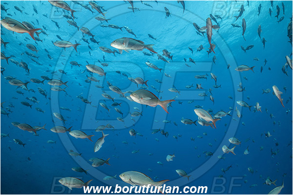 Isla Darwin, Galapagos islands, Ecuador, Pacific ocean, Paranthias colonus, Paranthias, Serranidae, Pacific creole-fish, Creole-fish, Fish, Fish school