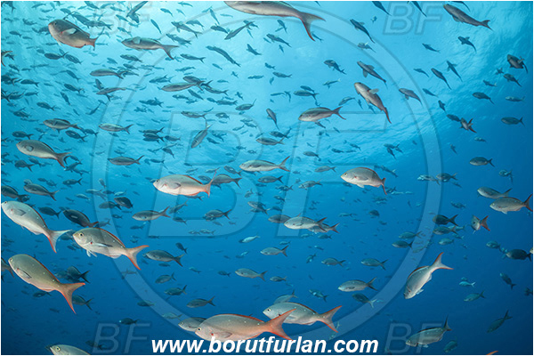 Isla Darwin, Galapagos islands, Ecuador, Pacific ocean, Paranthias colonus, Paranthias, Serranidae, Pacific creole-fish, Creole-fish, Fish, Fish school