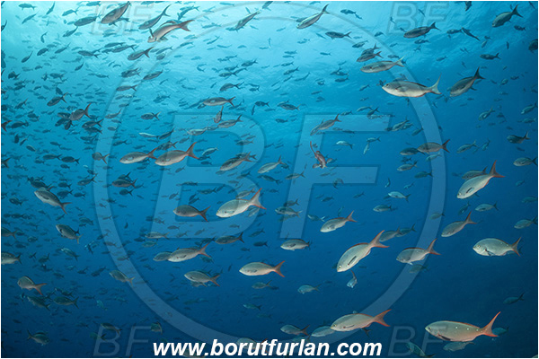 Isla Darwin, Galapagos islands, Ecuador, Pacific ocean, Paranthias colonus, Paranthias, Serranidae, Pacific creole-fish, Creole-fish, Fish, Fish school