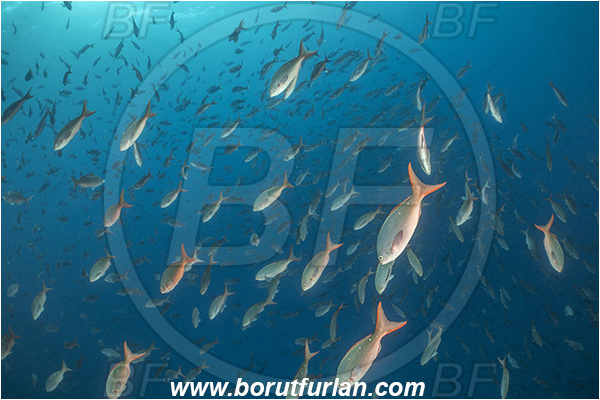 Isla Darwin, Galapagos islands, Ecuador, Pacific ocean, Paranthias colonus, Paranthias, Serranidae, Pacific creole-fish, Creole-fish, Fish, Fish school
