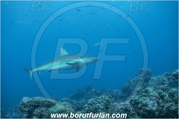 Isla Darwin, Galapagos islands, Ecuador, Pacific ocean, Carcharhinus galapagensis, Carcharhinus, Carcharhinidae, Elasmobranchii, Galapagos shark, Shark, Fish, Reef