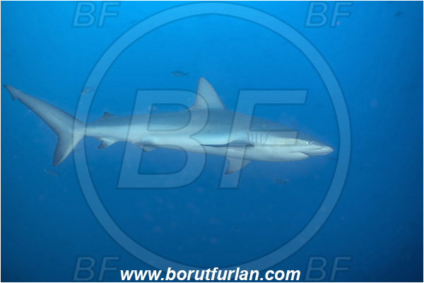 Isla Darwin, Galapagos islands, Ecuador, Pacific ocean, Carcharhinus galapagensis, Carcharhinus, Carcharhinidae, Elasmobranchii, Galapagos shark, Shark, Fish