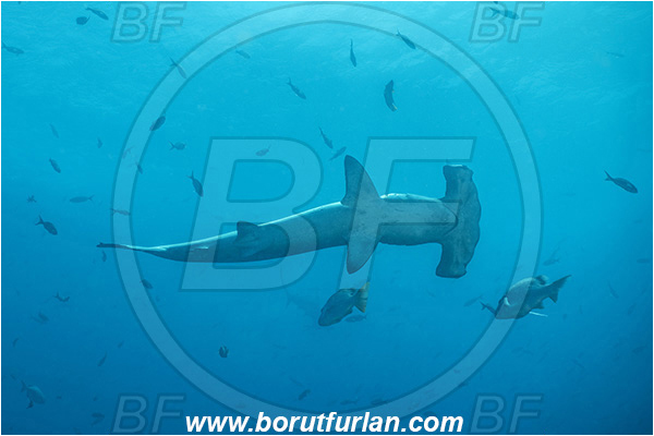 Isla Darwin, Galapagos islands, Ecuador, Pacific ocean, Sphyrna lewini, Sphyrna, Sphyrnidae, Elasmobranchii, Scalloped Hammerhead, Hammerhead, Shark, Fish
