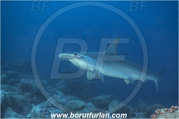 Isla Darwin, Galapagos islands, Ecuador, Pacific ocean, Sphyrna lewini, Sphyrna, Sphyrnidae, Elasmobranchii, Scalloped Hammerhead, Hammerhead, Shark, Fish, Reef